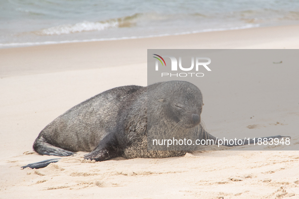 A sea lion nicknamed Joco remains on the sands of Ipanema Beach in Rio de Janeiro, Brazil, on December 20, 2024. Joco has been on Ipanema Be...