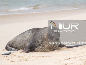 A sea lion nicknamed Joco remains on the sands of Ipanema Beach in Rio de Janeiro, Brazil, on December 20, 2024. Joco has been on Ipanema Be...