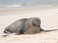 A sea lion nicknamed Joco remains on the sands of Ipanema Beach in Rio de Janeiro, Brazil, on December 20, 2024. Joco has been on Ipanema Be...