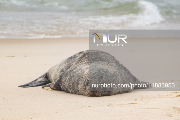 A sea lion nicknamed Joco remains on the sands of Ipanema Beach in Rio de Janeiro, Brazil, on December 20, 2024. Joco has been on Ipanema Be...