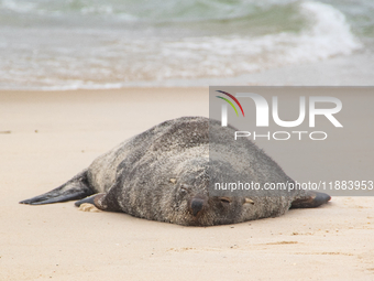 A sea lion nicknamed Joco remains on the sands of Ipanema Beach in Rio de Janeiro, Brazil, on December 20, 2024. Joco has been on Ipanema Be...