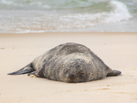 A sea lion nicknamed Joco remains on the sands of Ipanema Beach in Rio de Janeiro, Brazil, on December 20, 2024. Joco has been on Ipanema Be...