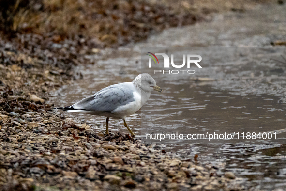 A seagull looks for food during a snowstorm at the Oxbow Nature Conservancy in Lawrenceburg, Indiana, on December 20, 2024. 