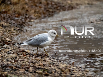 A seagull looks for food during a snowstorm at the Oxbow Nature Conservancy in Lawrenceburg, Indiana, on December 20, 2024. (