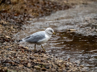 A seagull looks for food during a snowstorm at the Oxbow Nature Conservancy in Lawrenceburg, Indiana, on December 20, 2024. (