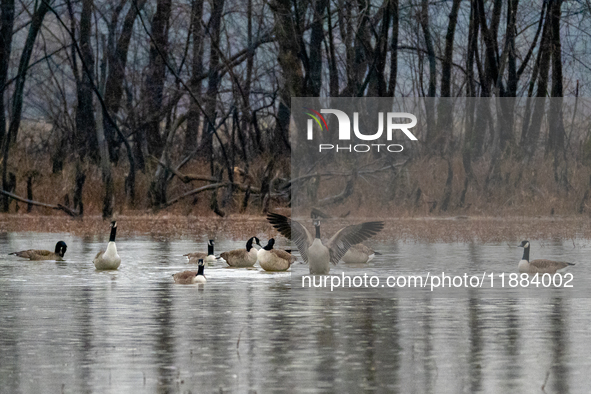 A gaggle of Canada geese is seen at the Oxbow Nature Conservancy in Lawrenceburg, Indiana, on December 20, 2024. 