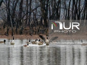 A gaggle of Canada geese is seen at the Oxbow Nature Conservancy in Lawrenceburg, Indiana, on December 20, 2024. (