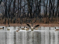 A gaggle of Canada geese is seen at the Oxbow Nature Conservancy in Lawrenceburg, Indiana, on December 20, 2024. (