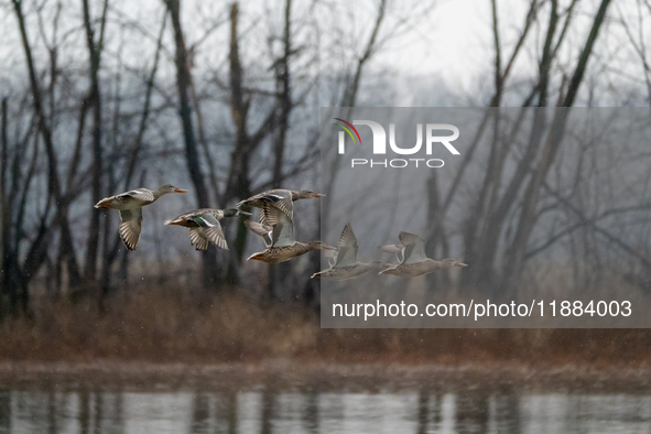 A flock of ducks is seen in flight during a snowstorm at the Oxbow Nature Conservancy in Lawrenceburg, Indiana, on December 20, 2024. 