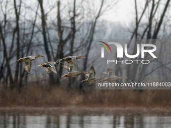 A flock of ducks is seen in flight during a snowstorm at the Oxbow Nature Conservancy in Lawrenceburg, Indiana, on December 20, 2024. (