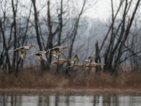 A flock of ducks is seen in flight during a snowstorm at the Oxbow Nature Conservancy in Lawrenceburg, Indiana, on December 20, 2024. (