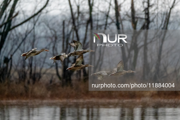 A flock of ducks is seen in flight during a snowstorm at the Oxbow Nature Conservancy in Lawrenceburg, Indiana, on December 20, 2024. 