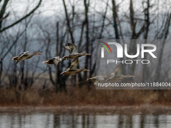 A flock of ducks is seen in flight during a snowstorm at the Oxbow Nature Conservancy in Lawrenceburg, Indiana, on December 20, 2024. (