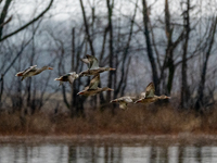 A flock of ducks is seen in flight during a snowstorm at the Oxbow Nature Conservancy in Lawrenceburg, Indiana, on December 20, 2024. (