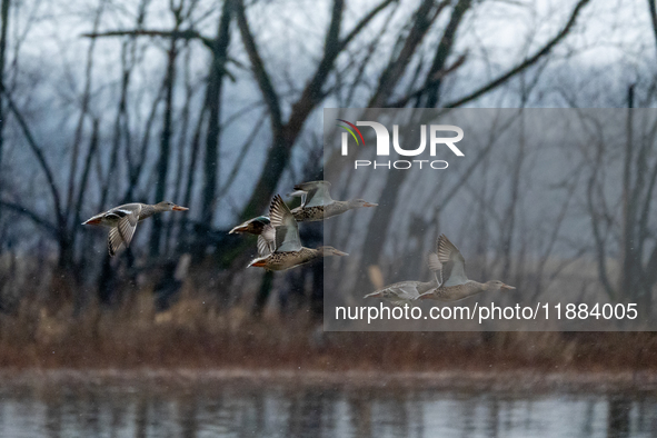 A flock of ducks is seen in flight during a snowstorm at the Oxbow Nature Conservancy in Lawrenceburg, Indiana, on December 20, 2024. 