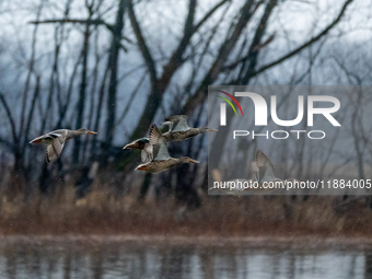 A flock of ducks is seen in flight during a snowstorm at the Oxbow Nature Conservancy in Lawrenceburg, Indiana, on December 20, 2024. (