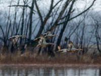 A flock of ducks is seen in flight during a snowstorm at the Oxbow Nature Conservancy in Lawrenceburg, Indiana, on December 20, 2024. (