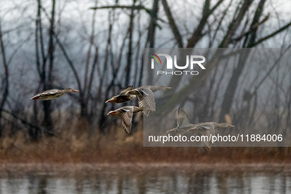 A flock of ducks is seen in flight during a snowstorm at the Oxbow Nature Conservancy in Lawrenceburg, Indiana, on December 20, 2024. 