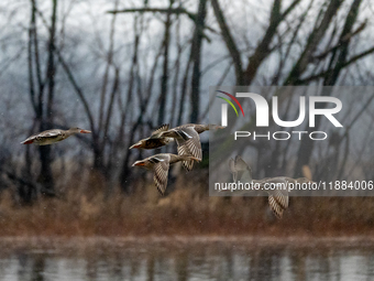 A flock of ducks is seen in flight during a snowstorm at the Oxbow Nature Conservancy in Lawrenceburg, Indiana, on December 20, 2024. (