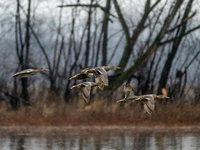 A flock of ducks is seen in flight during a snowstorm at the Oxbow Nature Conservancy in Lawrenceburg, Indiana, on December 20, 2024. (