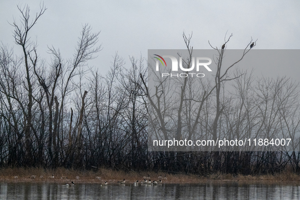 Bald eagles and Canada geese are seen during a snowstorm at the Oxbow Nature Conservancy in Lawrenceburg, Indiana, on December 20, 2024. 