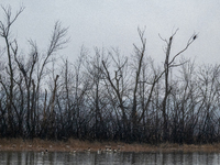 Bald eagles and Canada geese are seen during a snowstorm at the Oxbow Nature Conservancy in Lawrenceburg, Indiana, on December 20, 2024. (