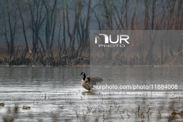 A Canada goose preens itself at the Oxbow Nature Conservancy in Lawrenceburg, Indiana, on December 20, 2024. 