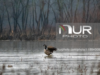 A Canada goose preens itself at the Oxbow Nature Conservancy in Lawrenceburg, Indiana, on December 20, 2024. (