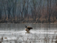 A Canada goose preens itself at the Oxbow Nature Conservancy in Lawrenceburg, Indiana, on December 20, 2024. (