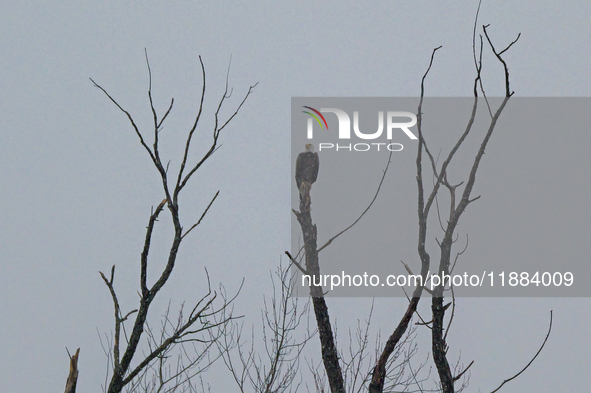 A mature bald eagle is seen during a snowstorm at the Oxbow Nature Conservancy in Lawrenceburg, Indiana, on December 20, 2024. 