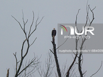 A mature bald eagle is seen during a snowstorm at the Oxbow Nature Conservancy in Lawrenceburg, Indiana, on December 20, 2024. (