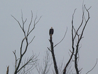 A mature bald eagle is seen during a snowstorm at the Oxbow Nature Conservancy in Lawrenceburg, Indiana, on December 20, 2024. (