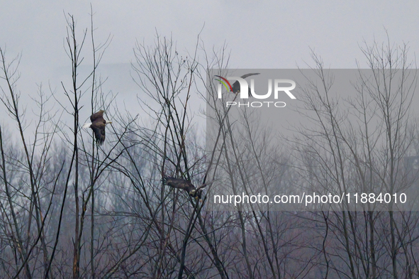 Bald eagles are seen during a snowstorm at the Oxbow Nature Conservancy in Lawrenceburg, Indiana, on December 20, 2024. 