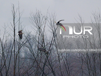 Bald eagles are seen during a snowstorm at the Oxbow Nature Conservancy in Lawrenceburg, Indiana, on December 20, 2024. (