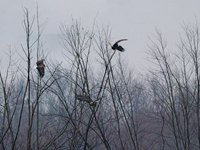 Bald eagles are seen during a snowstorm at the Oxbow Nature Conservancy in Lawrenceburg, Indiana, on December 20, 2024. (