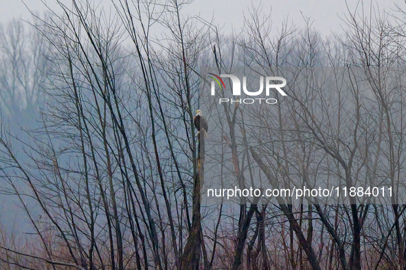 A mature bald eagle is seen during a snowstorm at the Oxbow Nature Conservancy in Lawrenceburg, Indiana, on December 20, 2024. 