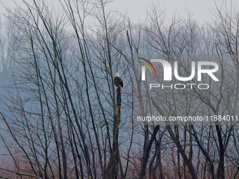 A mature bald eagle is seen during a snowstorm at the Oxbow Nature Conservancy in Lawrenceburg, Indiana, on December 20, 2024. (