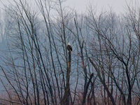 A mature bald eagle is seen during a snowstorm at the Oxbow Nature Conservancy in Lawrenceburg, Indiana, on December 20, 2024. (