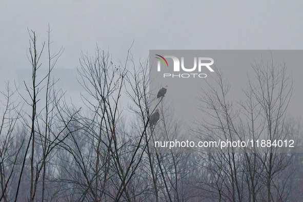 Bald eagles are seen at the Oxbow Nature Conservancy in Lawrenceburg, Indiana, on December 20, 2024. 