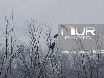 Bald eagles are seen at the Oxbow Nature Conservancy in Lawrenceburg, Indiana, on December 20, 2024. (