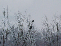 Bald eagles are seen at the Oxbow Nature Conservancy in Lawrenceburg, Indiana, on December 20, 2024. (