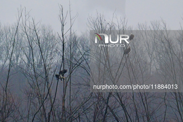 Bald eagles are seen at the Oxbow Nature Conservancy in Lawrenceburg, Indiana, on December 20, 2024. 