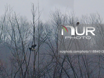 Bald eagles are seen at the Oxbow Nature Conservancy in Lawrenceburg, Indiana, on December 20, 2024. (