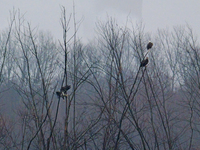 Bald eagles are seen at the Oxbow Nature Conservancy in Lawrenceburg, Indiana, on December 20, 2024. (