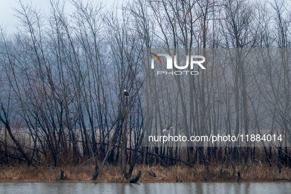 Mature bald eagles are seen at the Oxbow Nature Conservancy in Lawrenceburg, Indiana, on December 20, 2024. 