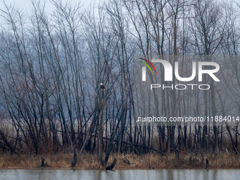 Mature bald eagles are seen at the Oxbow Nature Conservancy in Lawrenceburg, Indiana, on December 20, 2024. (