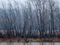 Mature bald eagles are seen at the Oxbow Nature Conservancy in Lawrenceburg, Indiana, on December 20, 2024. (