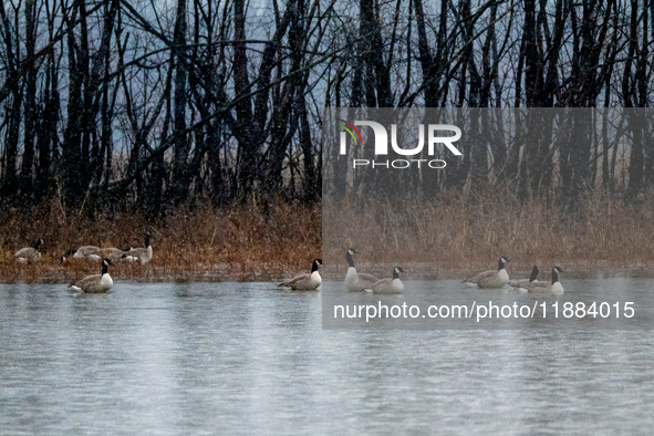 A gaggle of geese is seen at the Oxbow Nature Conservancy in Lawrenceburg, Indiana, on December 20, 2024. 