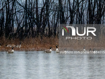 A gaggle of geese is seen at the Oxbow Nature Conservancy in Lawrenceburg, Indiana, on December 20, 2024. (