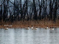 A gaggle of geese is seen at the Oxbow Nature Conservancy in Lawrenceburg, Indiana, on December 20, 2024. (